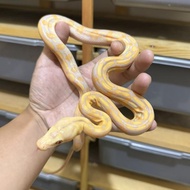 retic albino tiger lavender classic pattern