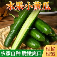 Shouguang Fruit Gherkin Fresh Seasonal Vegetables Hot Pot Ingredients