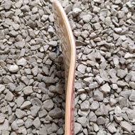 Skateboard Deck Blank/ 8.25