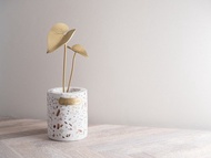 【植系列】彩葉芋 黃銅小盆栽 x 擴香 Caladium Houseplants