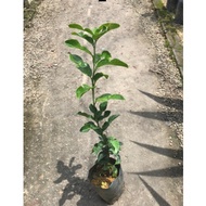 Pokok Limau Purut Hidup (Hybrid), tinggi 1-2kaki dalam polybeg
