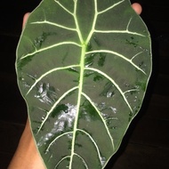 BARANG TERLARIS !!! 4 paket alocasia silver sp, watsonia doff, bisma