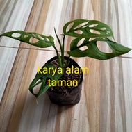 bibit tanaman monstera janda bolong/pohon hias janda bolong