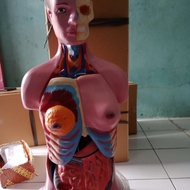 manekin torso dwi fungsi - model peraga pendidika boneka dwi fungsi organ setengah badan || TORSO AN