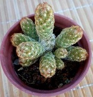 金手指 3寸盆 金手毬 仙人掌 實生 多肉植物