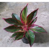 aglonema lipstik rumpun 5 c