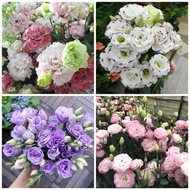 Biji Benih - Bunga Eustoma / Lisianthus | Flower Seed - Eustoma / Lisianthus / Prairie Gentian | 花种子