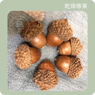 ** Sunny Winter Shop * Cheapest Acorn $7-8 Issue Invoices Dried Fruit Stone Chestnut Oak Shell Fight