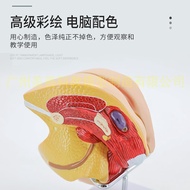 Female Generator Anatomy Female Inner Outer Generator Layer Anatomy Model Vagina Uterus Anatomy Mode