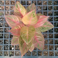 Aglonema Maheswara Collector Premium Rare Plant Dekorasi Rumah Cantik