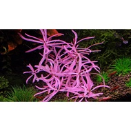 hygrophila sp chai (per stalk) (emersed) - aquarium aqua plant fish tank [High]