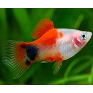 三色米奇魚 紅茶壺魚 紅球魚 黃球 黑球 白球 天鵝 小紅豆 室外 藍米奇 紅米奇 三色球魚 三色米奇