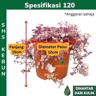 Callisia repens Pink Lady Succulent Plant Turtle Vines Pokok Hiasan Live Plant Pokok Hidup SHS Kebun