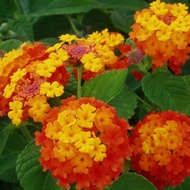 Red Lantana Camara, Lantana camara 'Hybrida'
