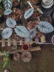 Alocasia Dragon Moon