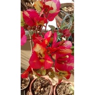 Pokok bunga kertas bougainvilla Citra
