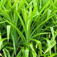 Anak pokok pandan / dan daun pandan segar/  Pokok Hidup