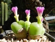 25 เมล็ด โคโนไฟตัม กระบองเพชร ไม้อวบน้ำ กุหลาบหิน แคคตัส Conophytum สายพันธุ์ subfenestratum