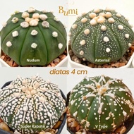 Termurah Astrophytum Asterias V Type, Super Kabuto, Nudum, Asterias -