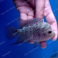 Ikan Louhan / Lohan Cencu Bahan Progres Enak Real Pictures Original