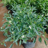 sili labuyo lush/chili