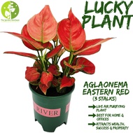 [Local Seller]Aglaonema Eastern Red 3Stalks Houseplant Lucky Plant Fresh Indoor Plant | The Garden Boutique - live plant