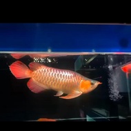 SR KING Super Red Arwana King SR semi KING