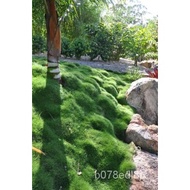 Seeds Zoysia Tenuifolia Korea Grass Seeds-1/8 Lbs-Fresh, No Genetically Modified, Coated,  Spinach F