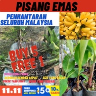 BENIH PISANG EMAS GRED A .BENIH TERBAIK BELI 5 PERCUMA 1