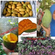 Viral 5 anak pokok mangga / mangga kelapa, mangga chokanan, mangga irwin, mangga king taiwan
