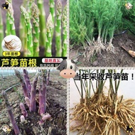 asparagus seed/anak pokok asparagus/asparagus fern/asparagus crown/asparagus setaceus/Asparagus asparagus fresh vegetabl
