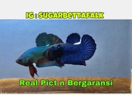 Ikan Cupang Avatar Male Ikan Cupang Male Avatar Jantan