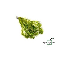[SG READY STOCKS Live Aquatic Plant] Egeria densa in Lead Bunch by Aquatic Farmer