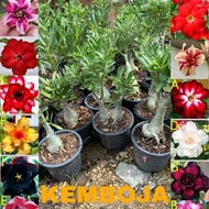 adenium plant thailand multi layer pokok kemboja ready stock malaysia