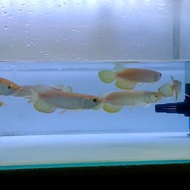 Ikan Arwana Arowana Golden Red (RTG)