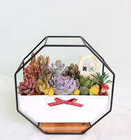 北歐風格盆栽 • 多肉仙人掌盆栽  開幕盆栽