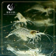 皇家水族 大和藻蝦 米蝦 除藻 觀賞蝦 活餌