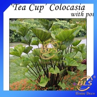 REAL LIVE PLANT TEA CUP COFFEE CUP COLOCASIA ALOCASIA ESCULENTA ELEPHANT EAR WITH PLASTIC POT TARO CUP SHAPED