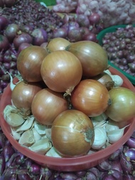 Bawang Bombay 1 kg