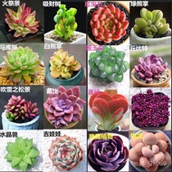 【Radiation Protection flowers Seed】【Fleshy Seeds500Granule】Buy2Send1 Mini Succulent Plant Seeds Succulent Rabbit Plantin