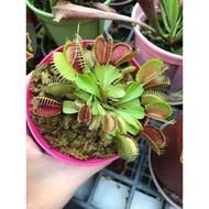 Venus Flytrap Makan Nyamuk Live Exotic Outdoor Carnivorous Plant