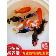 Ikan Lion Hitam Premium Ikan Lion Merah Ikan Emas Lipit Hidup Air Sejuk Ikan Hiasan Mudah Dijaga Gor