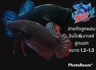 ปลากัดสายกัดมาเลย์ ชาย ขนาด1.4-1.6 คละสี คัดเกรด มีประกันสินค้า