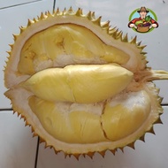 Durian Montong Kaki 3 Bibit Unggul asli - 2 Tahun Berbuah