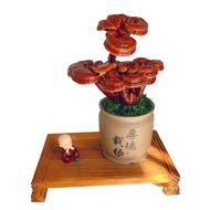 灵芝灵芝盆景办公室养植物观赏美观灵芝摆件 QO3B