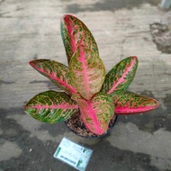 Aglaonema Kendedes