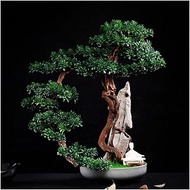 Home Office Artificial Bonsai Tree Artificial Cliff Cypress Welcome Guests Songke Bonsai Cliff Wall Weaving Rattan Rockery Podocarpus Maple Leaf Office Living Room (Color : C)