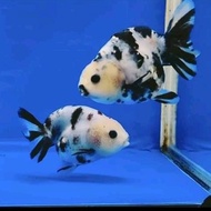 Ikan Koki Ranchu Sapi 10Cm Hiasan Aquarium Aquascape Amoebamall