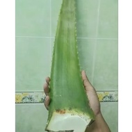 Lidah buaya Giant organik