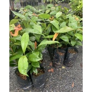 ANAK POKOK MANGGIS POKOK SEMENTAH BUAHAN TEMPATAN